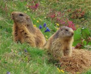 Festa di fiori e marmotte sui sentieri per i Monti Foppa (1895 m) e Avaro (2088 m)–28magg25- FOTOGALLERY